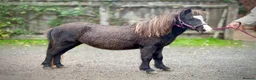 Miniature horses for sale: Beautiful and friendly pure Falabella Filly - Advert 7