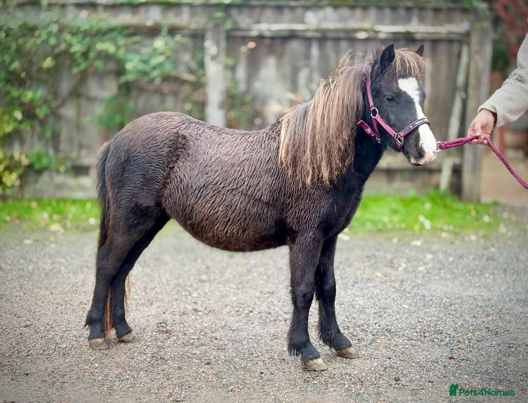 Miniature horses for sale: Beautiful and friendly pure Falabella Filly - Advert 7