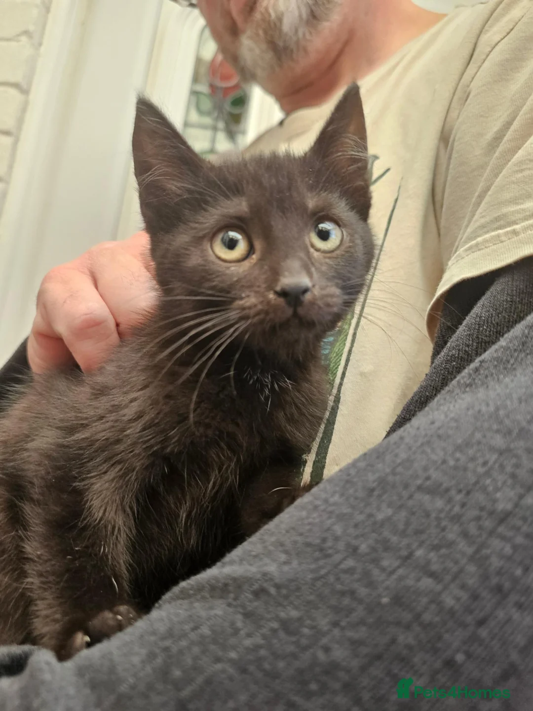 Mixed Breed cats for sale: KITTENS FOR SALE READY TO LEAVE NOW - Advert 23