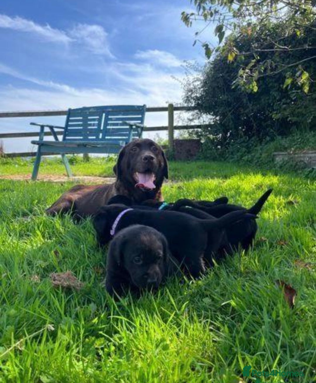 Labrador Retriever dogs for sale: 7 Beautiful Labradors  - Image 8
