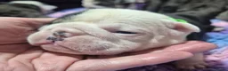 English Bulldog dogs for sale: Sad beginning to a beautiful ending - Advert 30