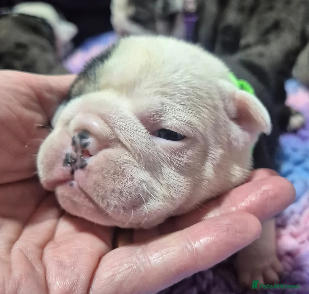 English Bulldog dogs for sale: Sad beginning to a beautiful ending - Advert 30
