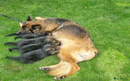 German Shepherd dogs for sale: Gorgeous 10 GSD Puppies Looking For Their Homes - Image 3