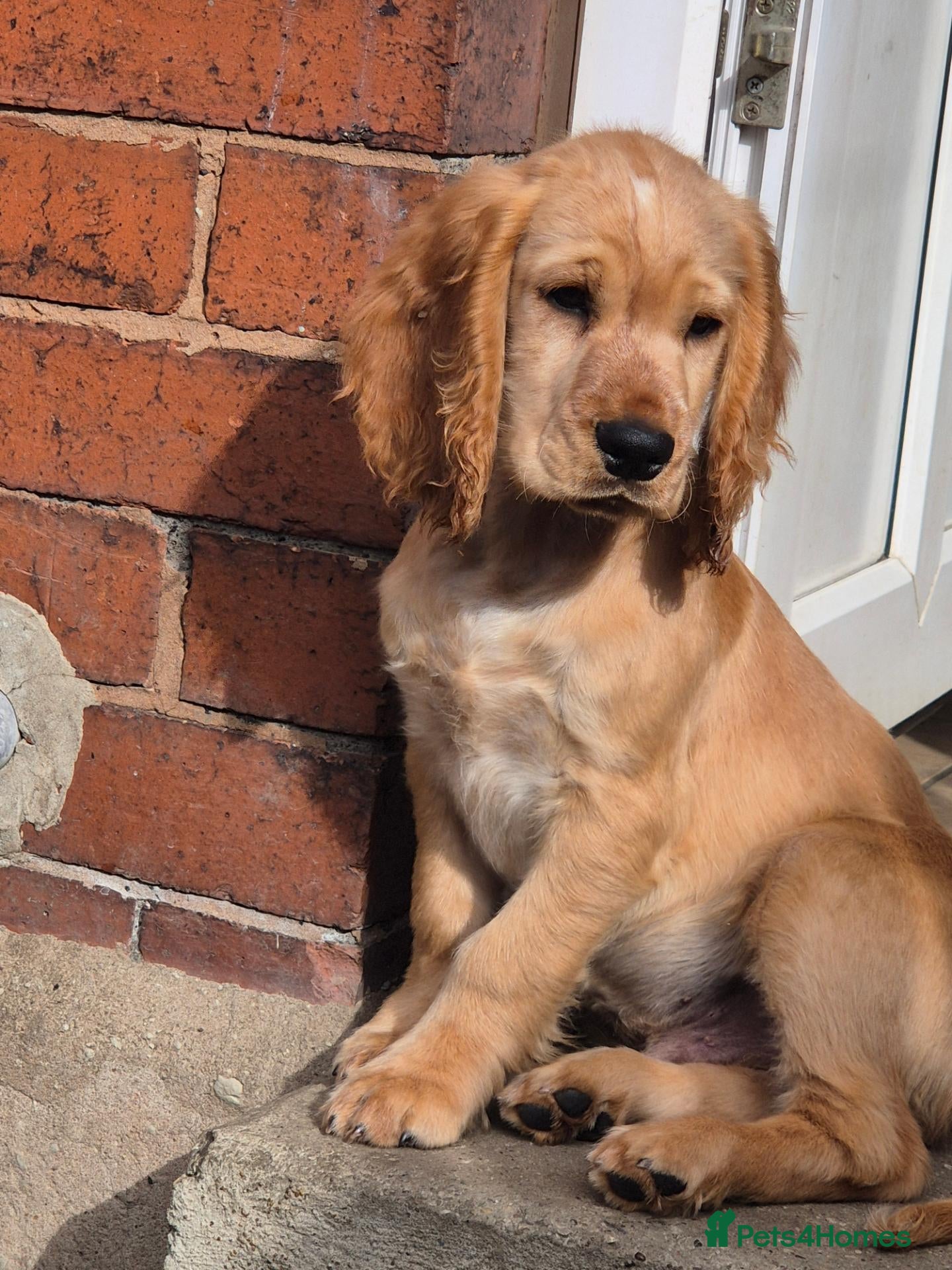 Cocker Spaniel dogs Cocker spaniels Barnsley area - Advert 1
