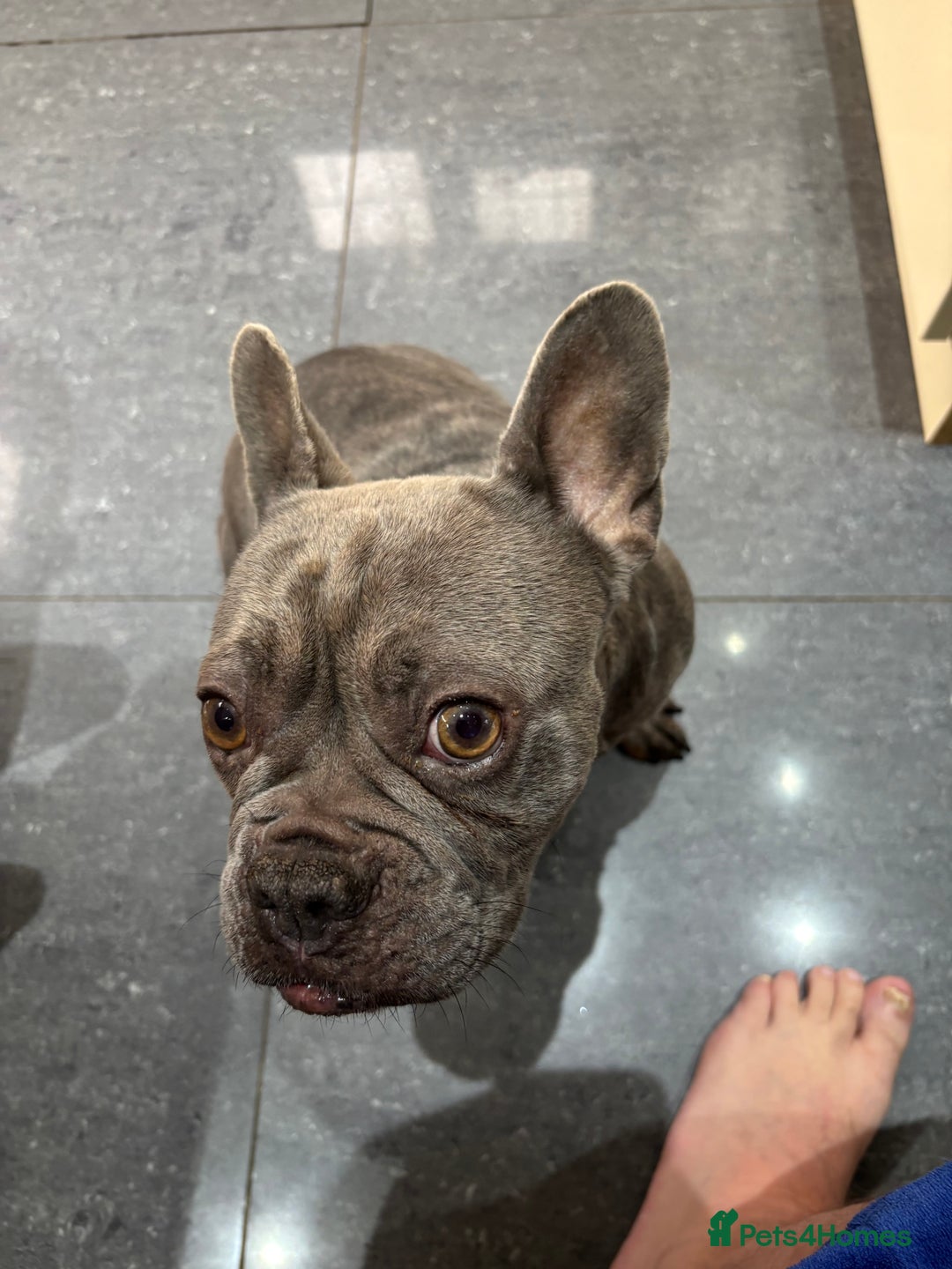 French Bulldog dogs for sale: Frenchie girl 4 years old  - Advert 2