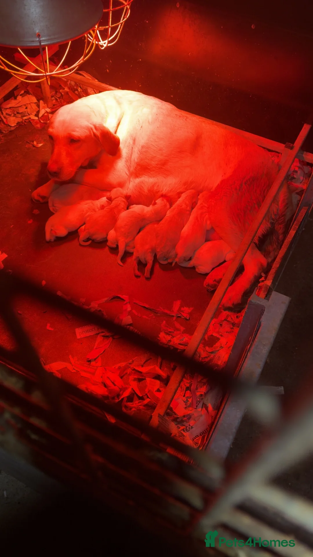 Labradoodle dogs for sale: Miniature labradoodle pups - Advert 10