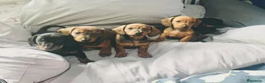 Dachshund Puppy 1