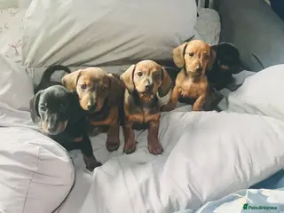 Dachshund dogs Miniature dachshund - Advert 1