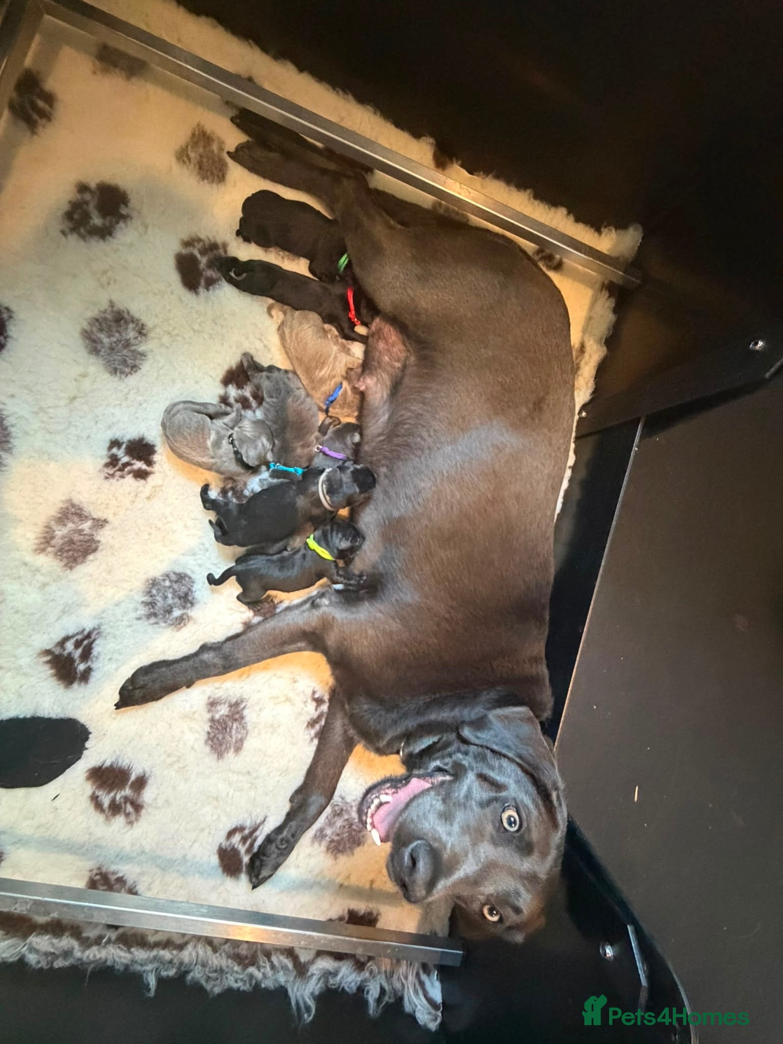 Labrador Retriever dogs 🐶 KC LABRADOR PUPPIES DUE SOON 🐶 - Advert 2