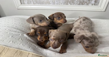 Miniature Dachshund dogs - Advert 8