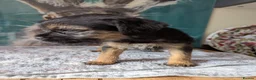 Border Terrier dogs for sale: Border terrier bitch pup, KC Reg Slem clear  - Advert 3
