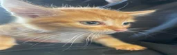 Mixed Breed cats for sale: Farm kittens - Advert 10