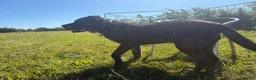 Mixed Breed dogs for adoption: Boris -Norwich Norfolk  - Advert 8