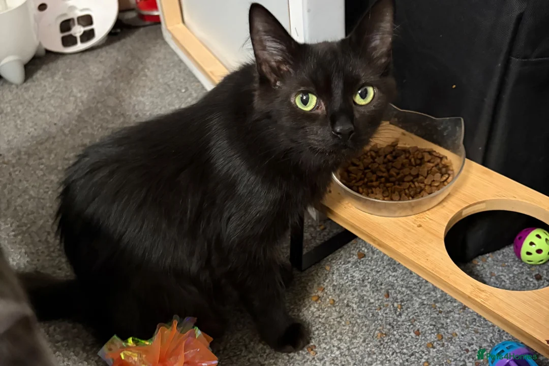Mixed Breed cats for sale:  4 beautiful loving Russian blue cross Kittens  in Derby - Advert 7