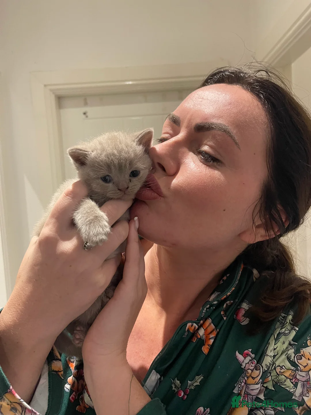 British Shorthair cats for sale: New litter of five from Blue Dream nurseries.  in Oldham - Advert 2