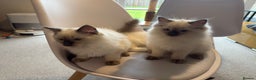 Ragdoll cats for sale: 6 Gorgeous Full Breed Ragdoll Kittens Ready to Go! - Advert 8