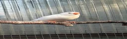 Finches birds for sale: Zebra finches for sale  in Bristol - Advert 4