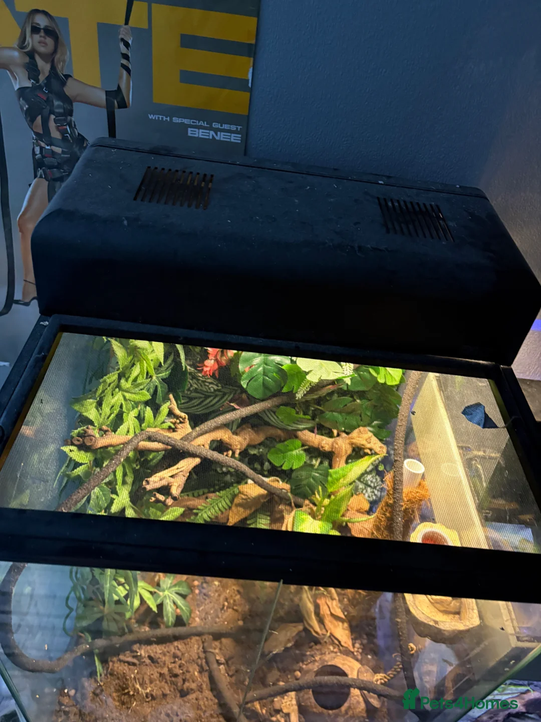 Gecko reptiles for sale: crested gecko and full enclosure for sale  - Advert 5
