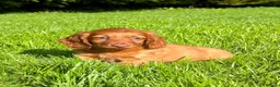 Dachshund dogs for sale: Beautiful Miniature long hair dachshund  - Advert 5