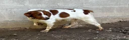 Brittany Spaniel dogs for adoption: Wally - Advert 5