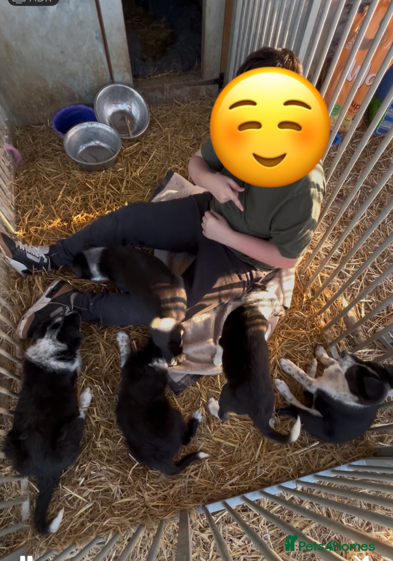 Border Collie dogs Pure breed border collie pups in Worksop - Advert 1