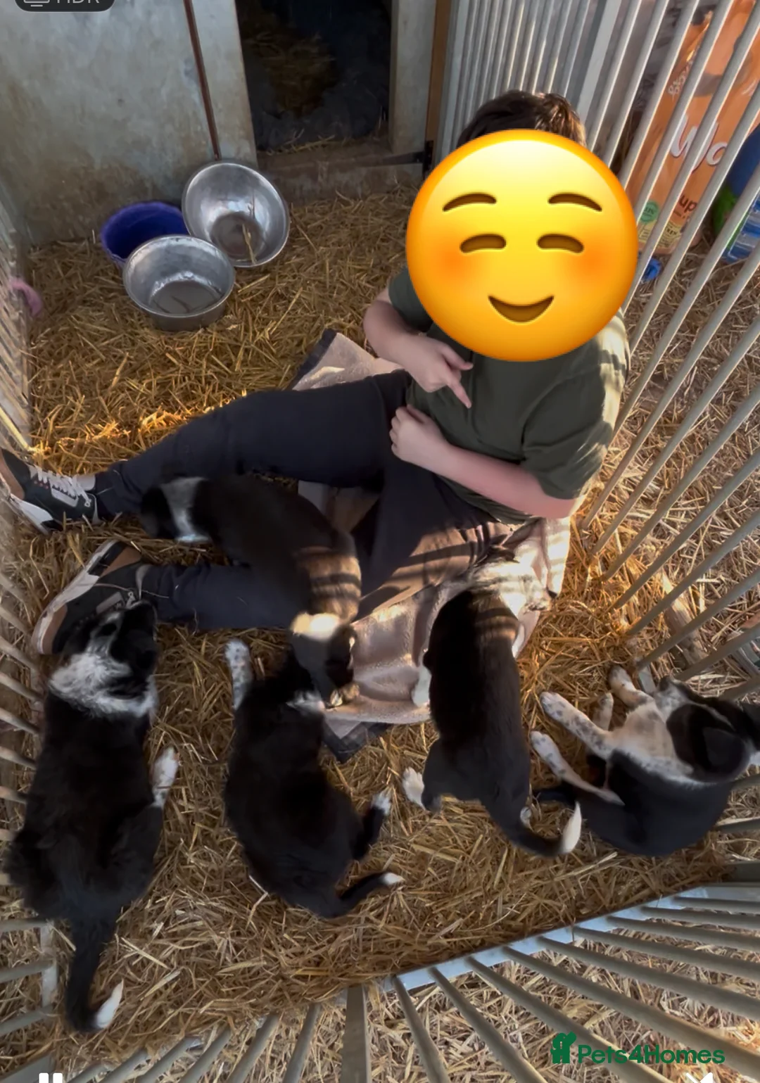 Border Collie dogs for sale: Pure breed border collie pups in Worksop - Advert 1