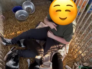 Border Collie dogs Pure breed border collie pups in Worksop - Advert 1