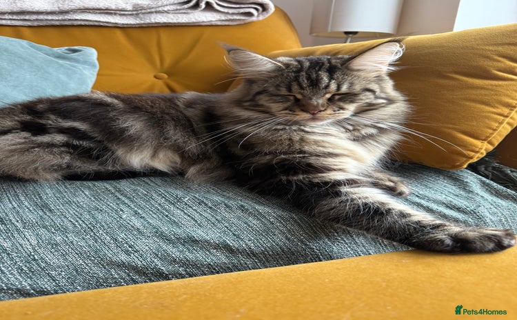 Maine Coon cats - Advert 11