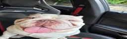English Bulldog dogs for stud: KC registered lilac tri English Bulldog  - Advert 4