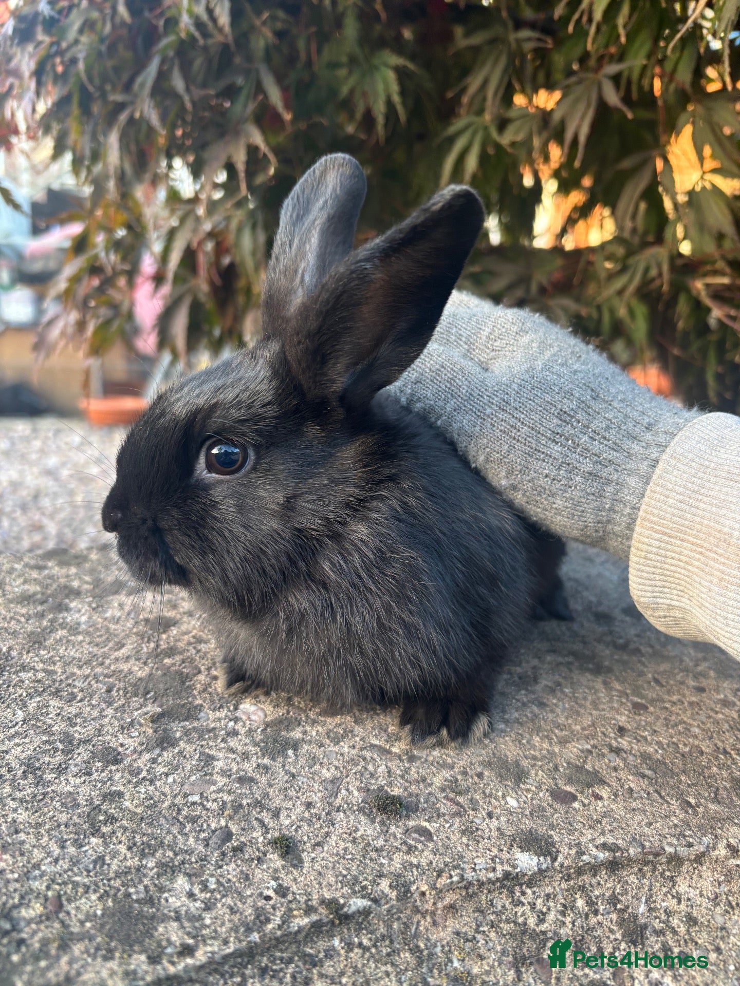 Mixed Breed rabbits for sale: 1 black self mini lop cross female - Advert 1