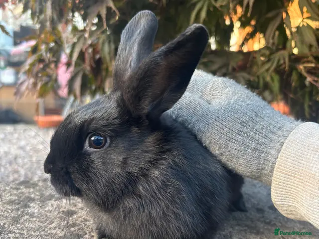 Mixed Breed rabbits for sale: 1 black self mini lop cross female - Advert 1