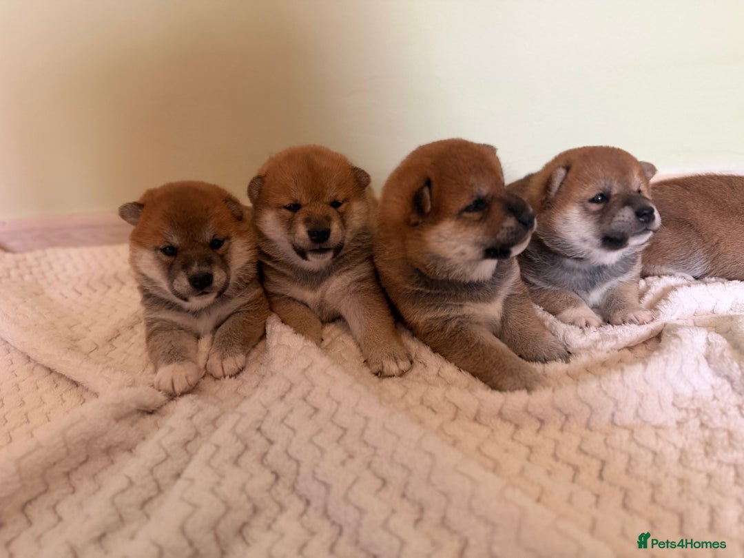 Japanese Shiba Inu dogs for sale: Japanese Shiba health tested , champion bloodline  - Advert 5