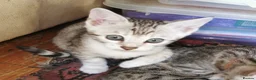 Bengal cats for sale:  Silver, Snow & brown Spotted Bengal kottenss - Advert 2