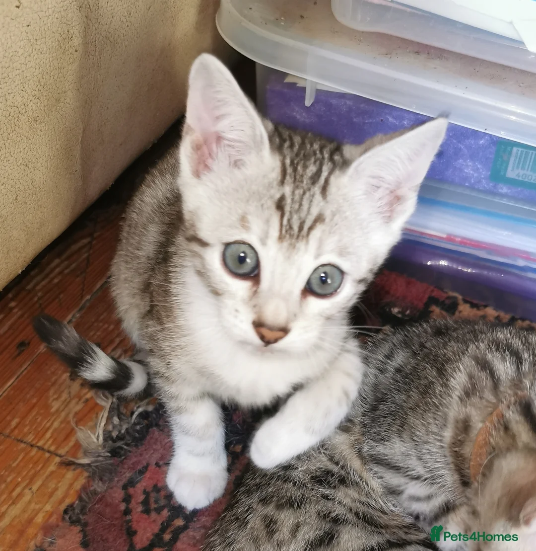 Bengal cats for sale:  Silver, Snow & brown Spotted Bengal kottenss - Advert 2