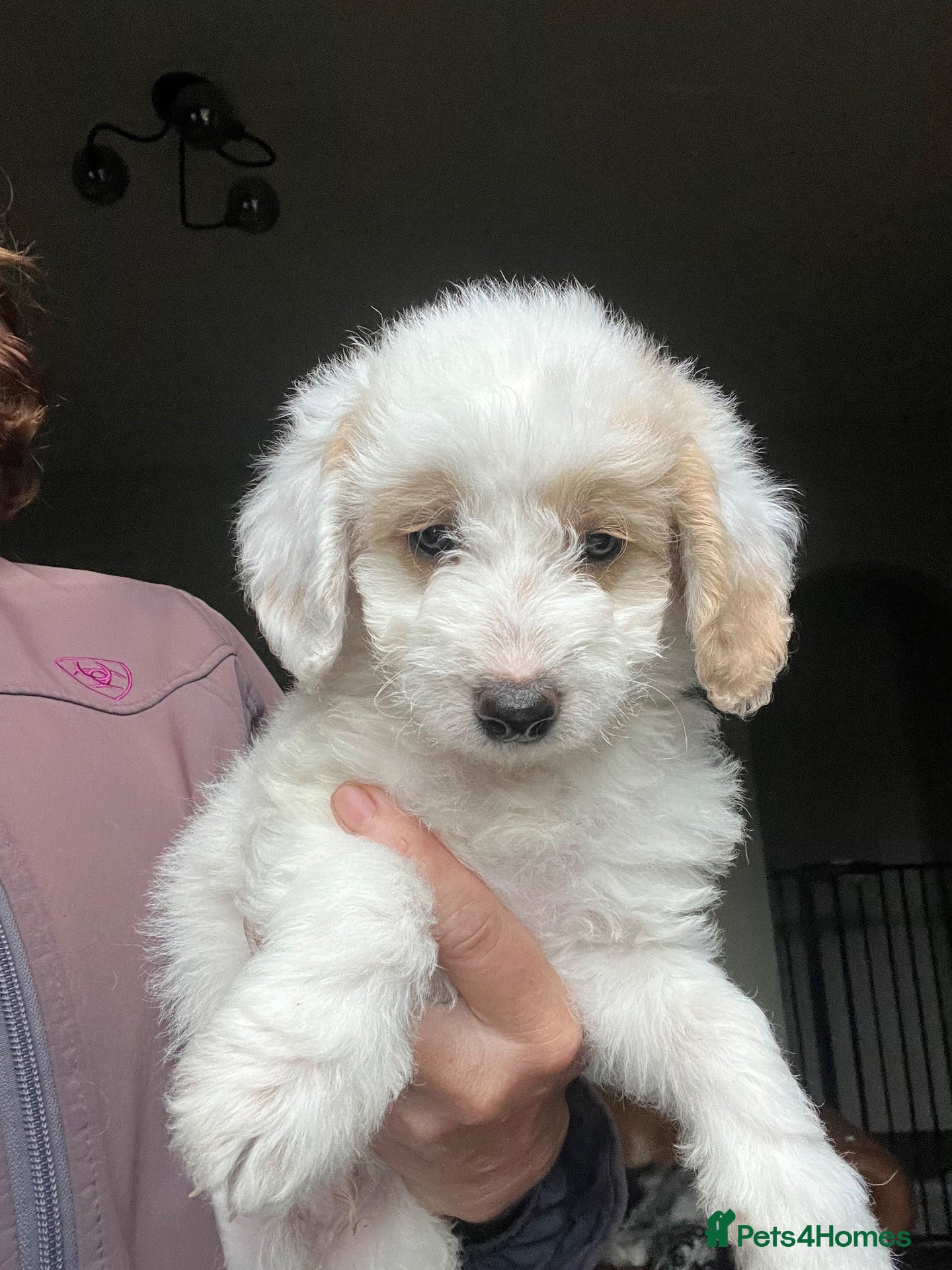 Bordoodle dogs F1b Bordoodle extensive genetic test clear  - Advert 2