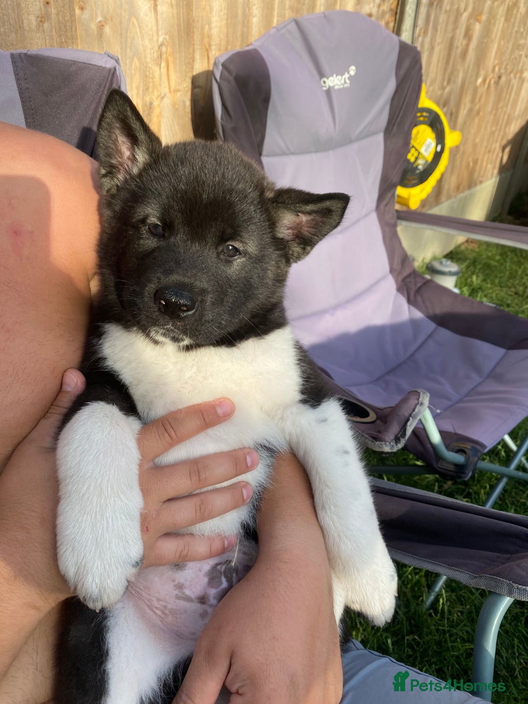 Akita dogs for sale: READY TO LEAVE American Akita puppies  in Newport - Image 1