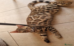 Bengal cats for sale: Amazing Bengal kittens 🥰 last boy left ❤️ in Corby - Image 1
