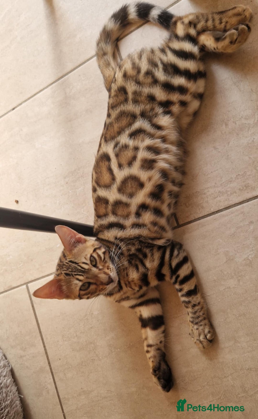 Bengal cats for sale: Amazing Bengal kittens 🥰 last boy left ❤️ in Corby - Image 1