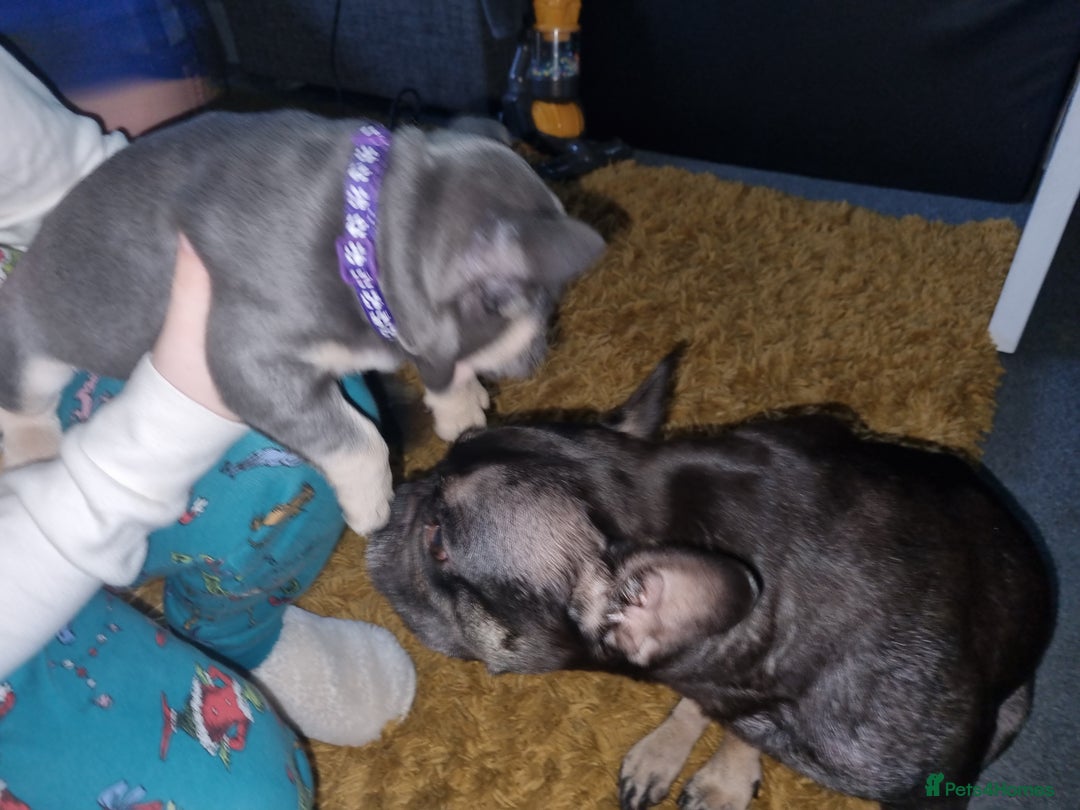 Mixed Breed dogs for sale: French bulldog puppy - Advert 1