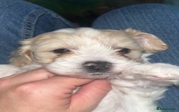 Mixed Breed dogs for sale: My beautiful Cavapoo Angie has given birth! 🐶🥰 - Image 13