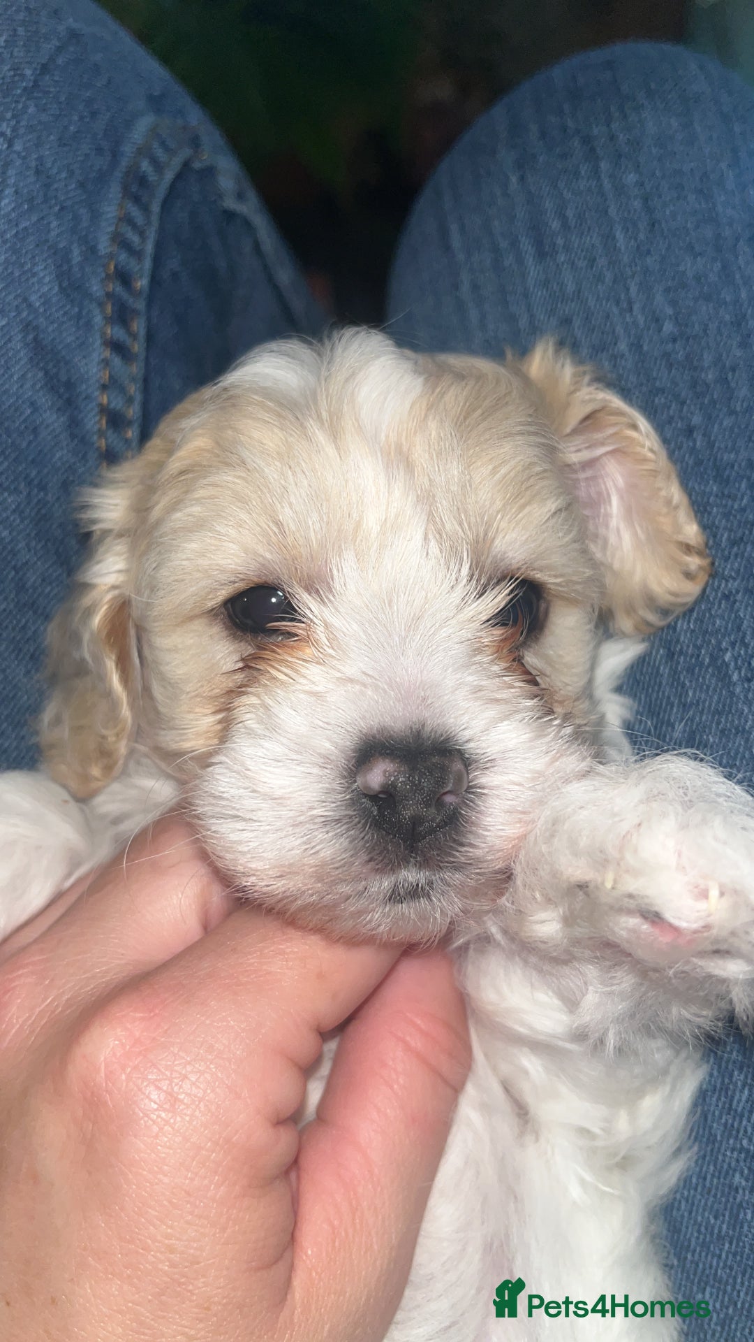 Mixed Breed dogs for sale: My beautiful Cavapoo Angie has given birth! 🐶🥰 - Image 13