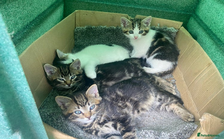 Domestic Shorthair cats - Advert 2