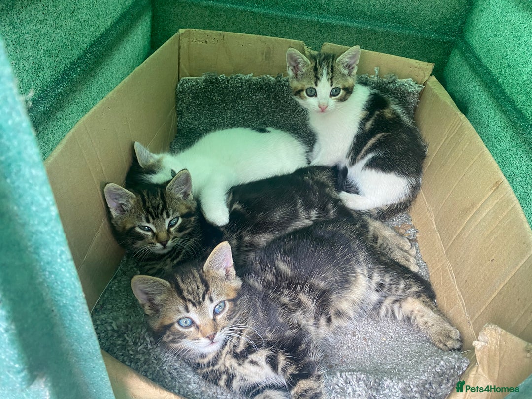 Domestic Shorthair cats for sale: 3 kittens, 1 male and 2 female - Image 1