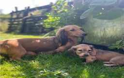 Miniature Dachshund dogs for sale: 🐾Miniature Longhaired Dachshund puppies.KC reg🐾  - Image 3