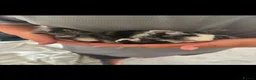 Mixed Breed rabbits for sale: bunnies for sale in Wakefield - Advert 8