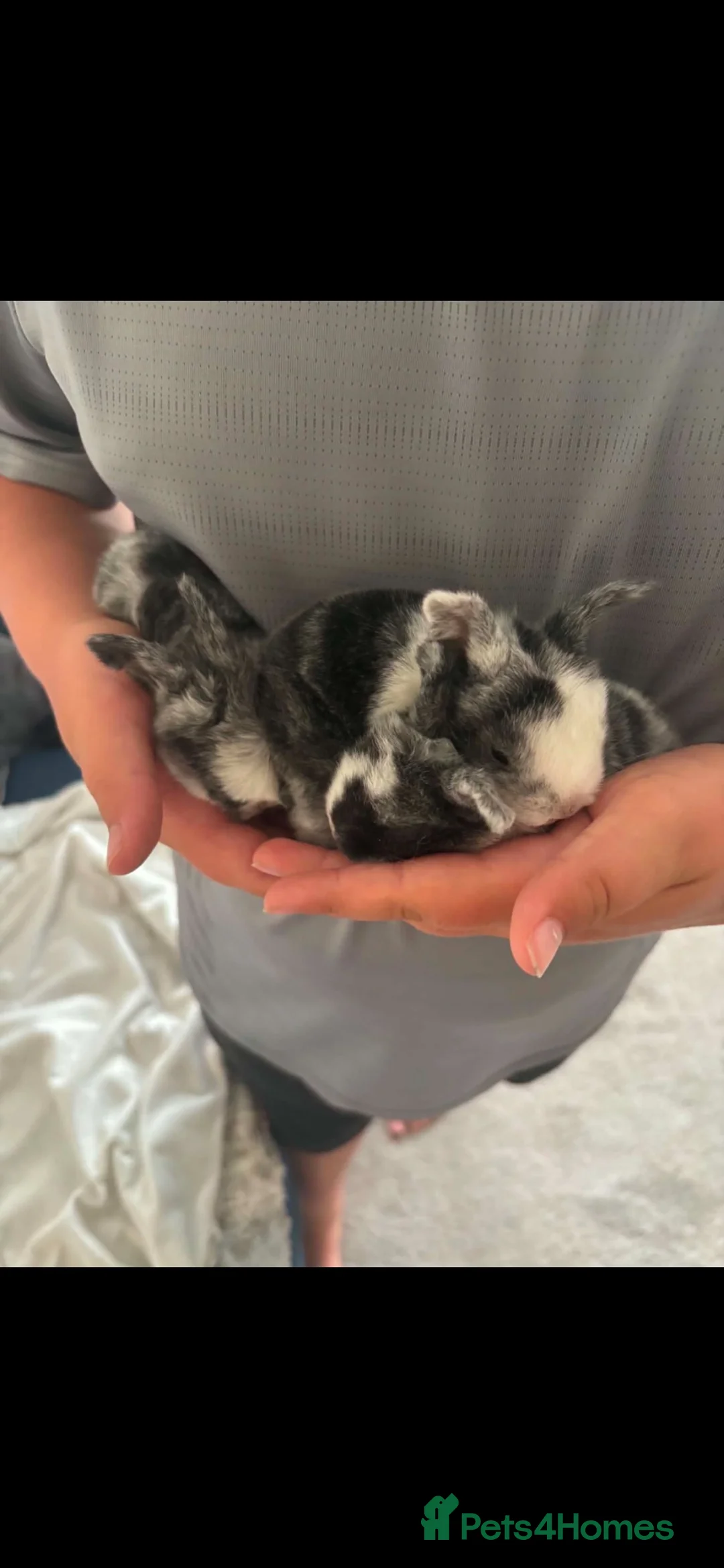 Mixed Breed rabbits for sale: bunnies for sale in Wakefield - Advert 8