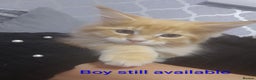 Maine Coon cats for sale: LAST 2! Ginger Girl & Boy full Maine Coon Kittens - Advert 1