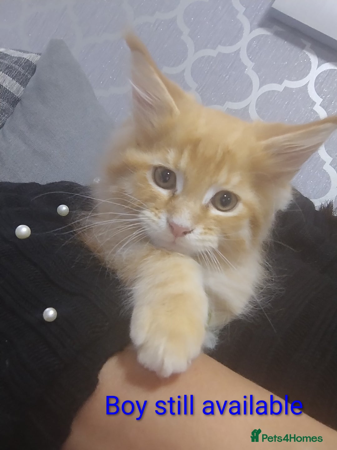 Maine Coon cats for sale: LAST 2! Ginger Girl & Boy full Maine Coon Kittens - Advert 1