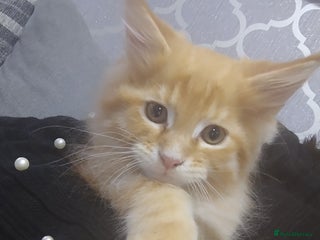 Maine Coon cats LAST 2! Ginger Girl & Boy full Maine Coon Kittens - Advert 10