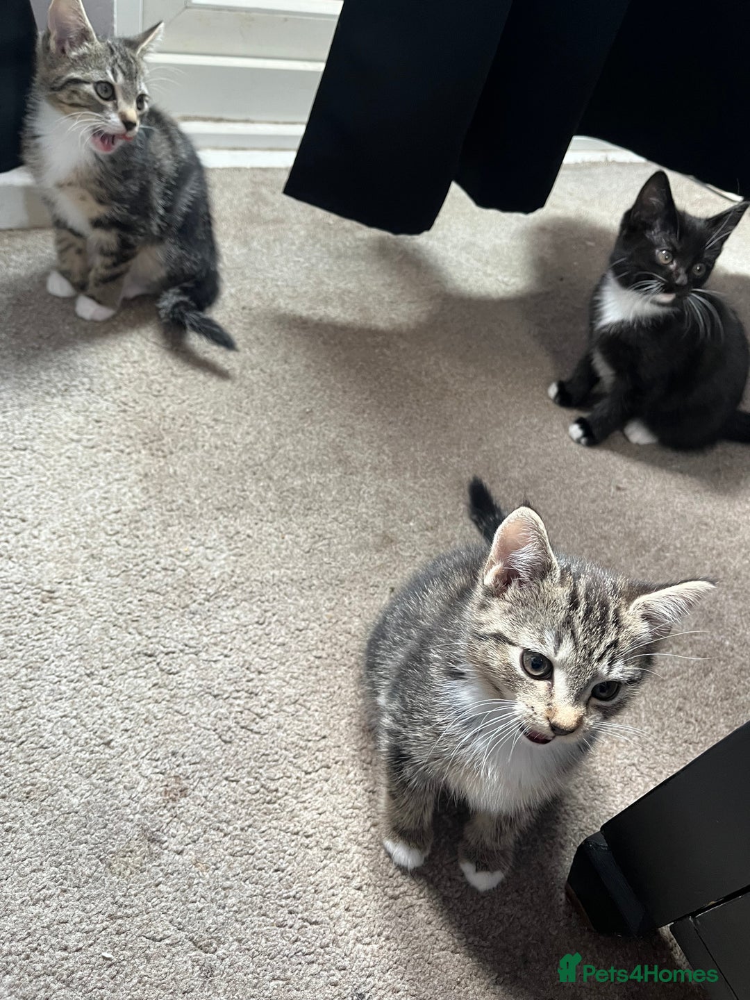 Domestic Shorthair cats for sale: 3 female kittens  - Image 8